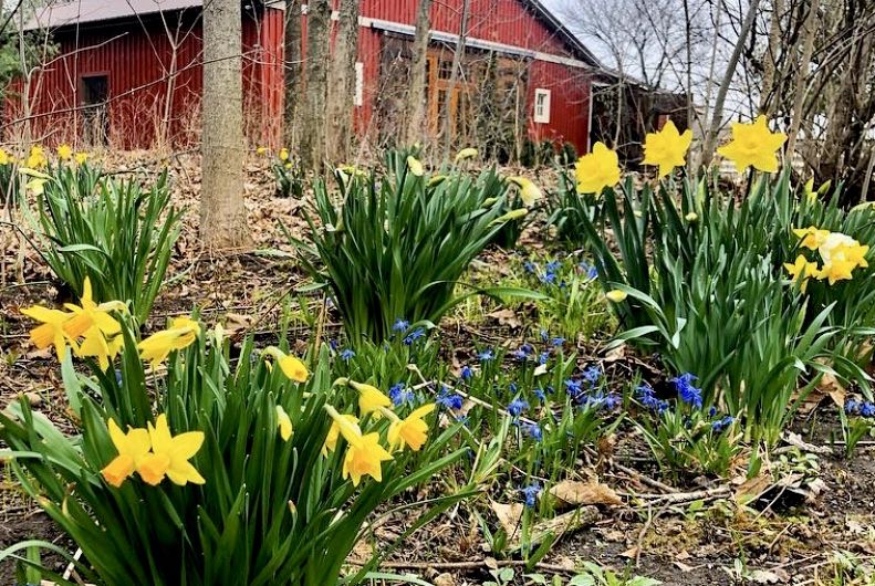 http://josephdecuis.com/uploads/blog/april_daffodils.barn_.farm_.jpg Photo